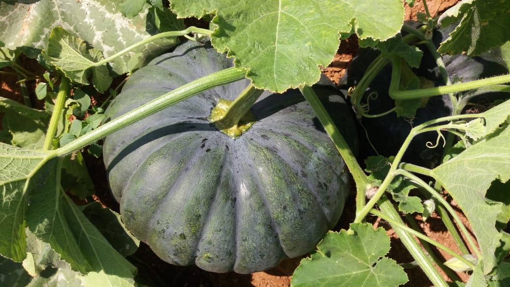 Pumpkin