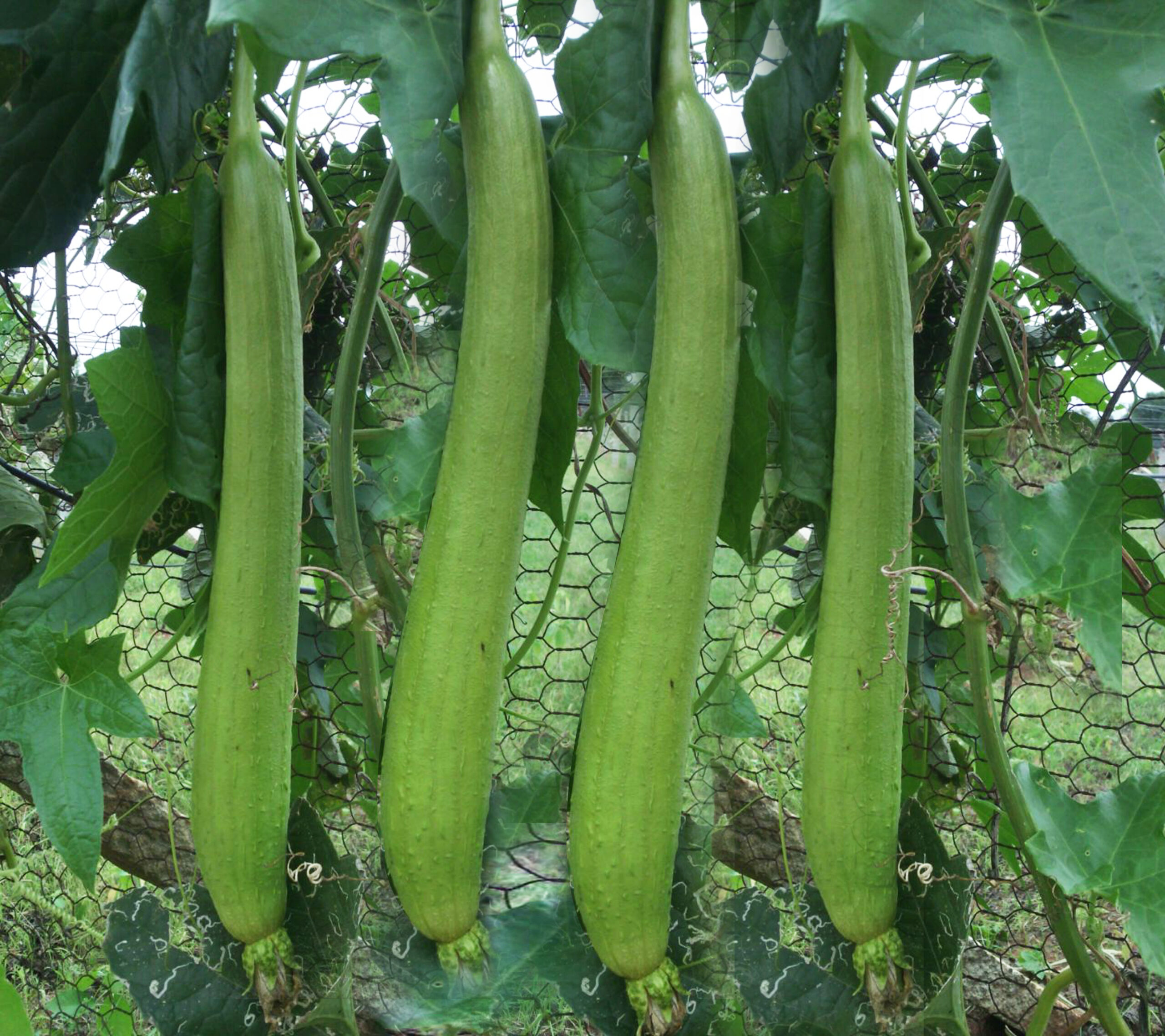 Sponge Gourd