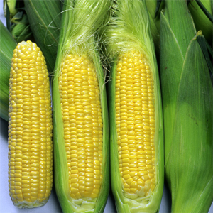 Sweet Corn
