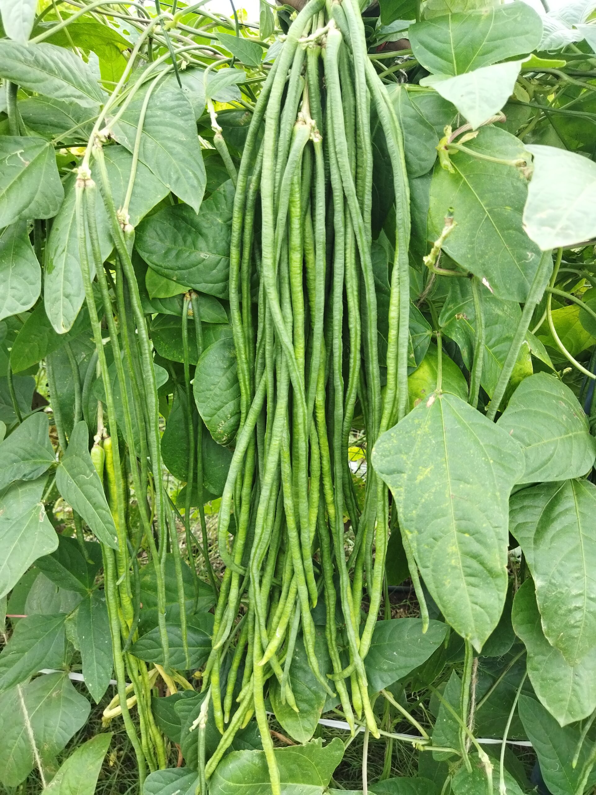 Yard Long Beans