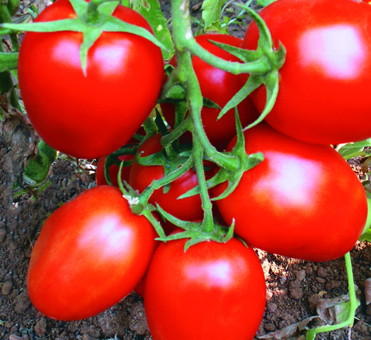 Tomato Varieties