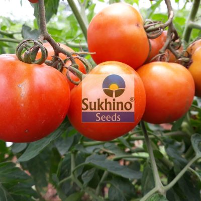 Kubhera Tomato